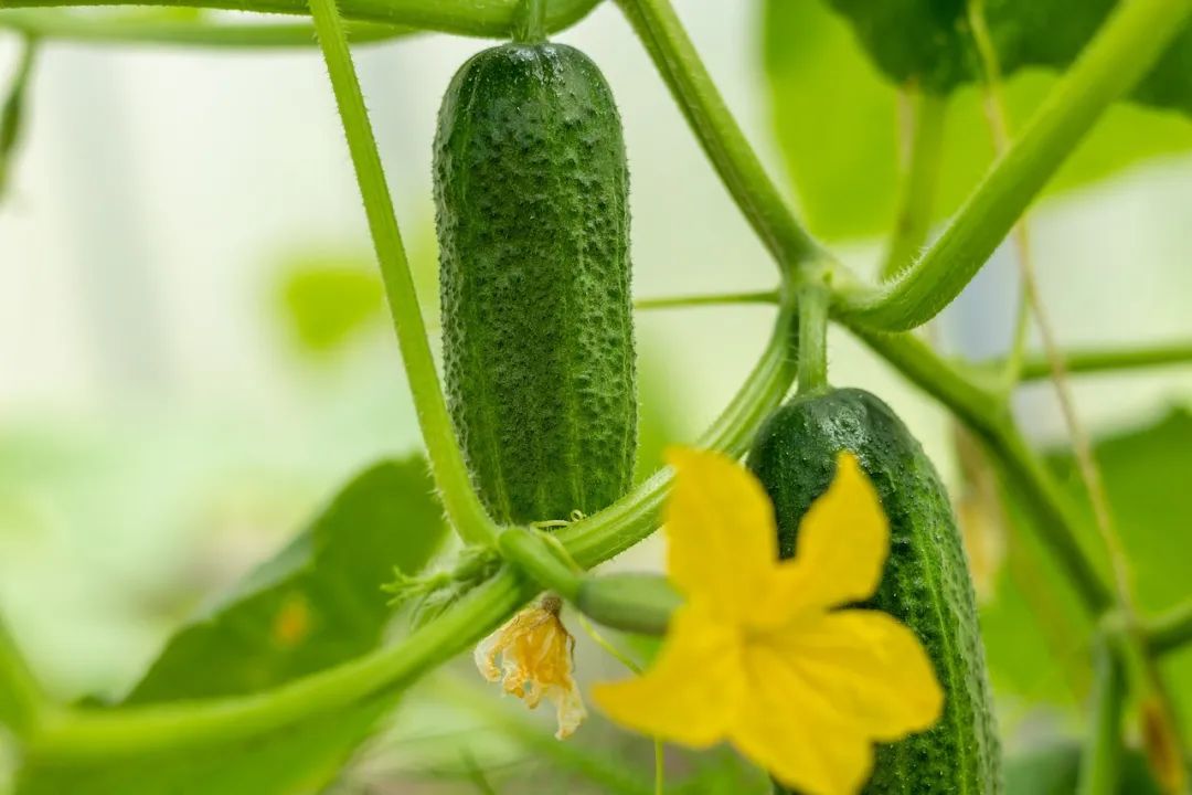 8种天然果蔬，补水还瘦身，夏天餐桌必备！