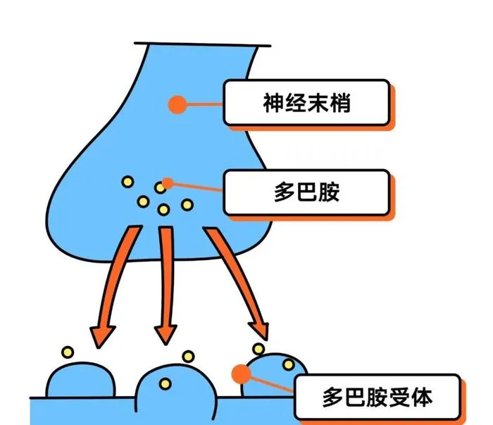 每天晚上不吃饭要多久才能减肥？立即揭晓答案